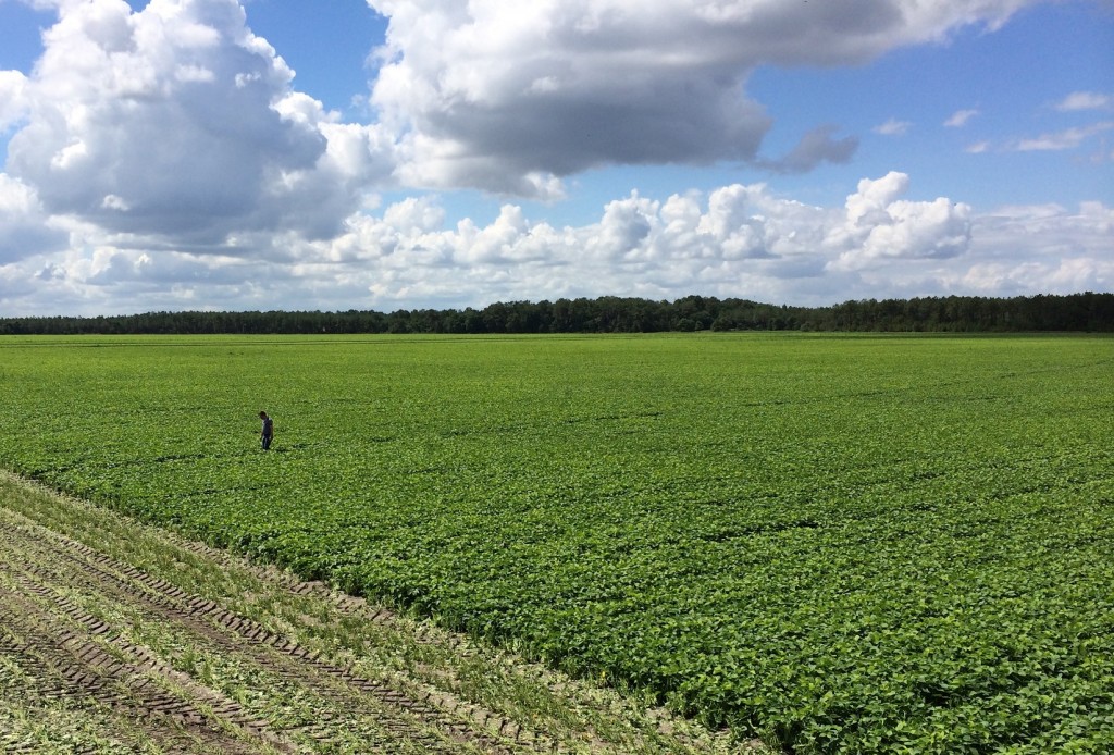 Las verduras ultracongeladas son sostenibles y reducen el impacto ambiental