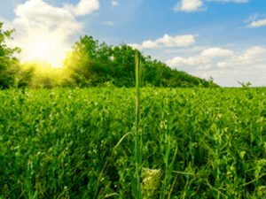 Las verduras que se recolectan en primavera