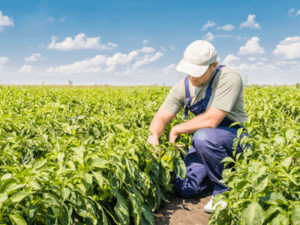 Las verduras que se recolectan en verano